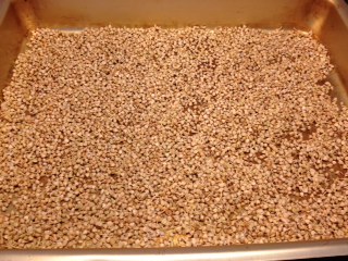 Tørking av spiret bokhvete