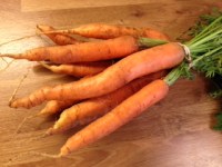 ferske økologiske gulrøtter
